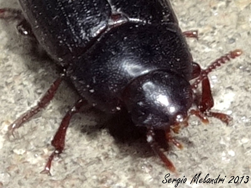 Identificazione - Alphitobius diaperinus (Tenebrionidae)